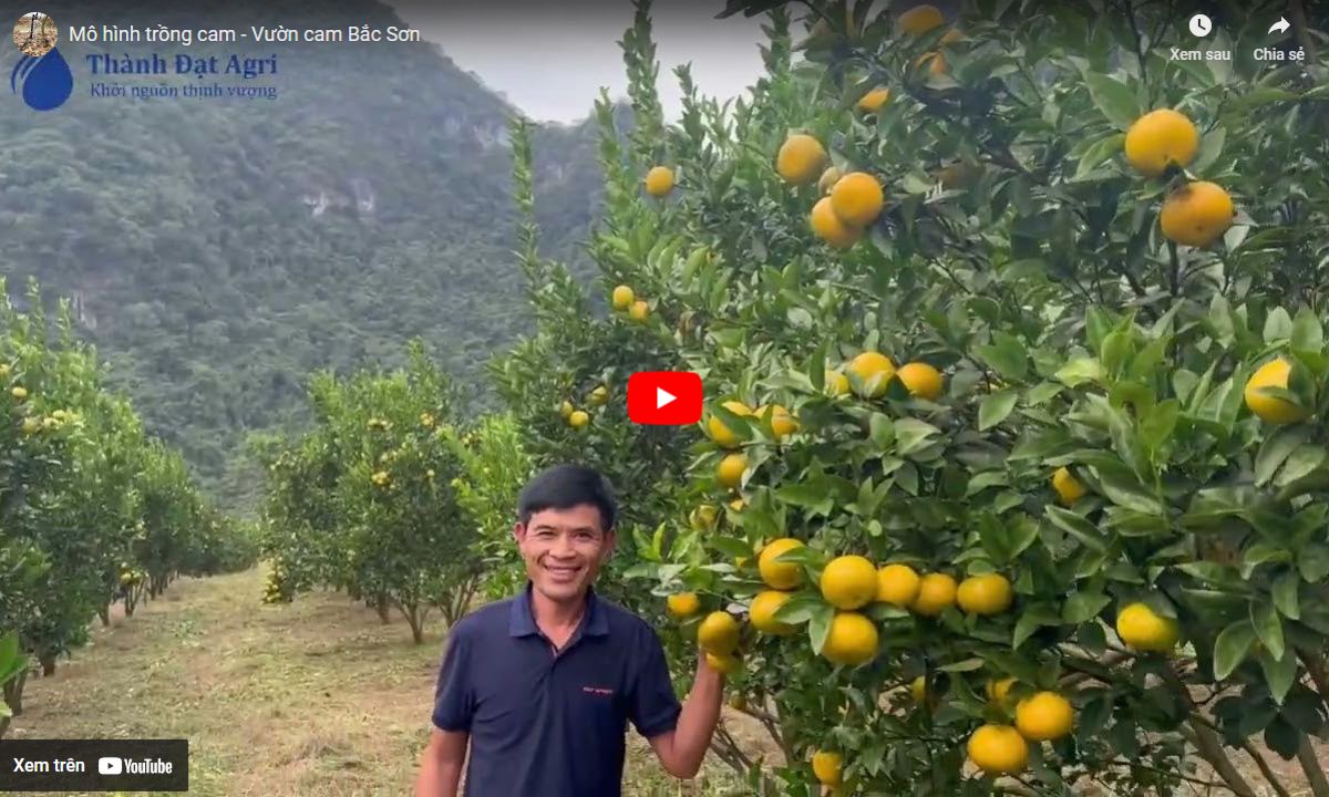 Mô hình trồng cam - Vườn cam Bắc Sơn